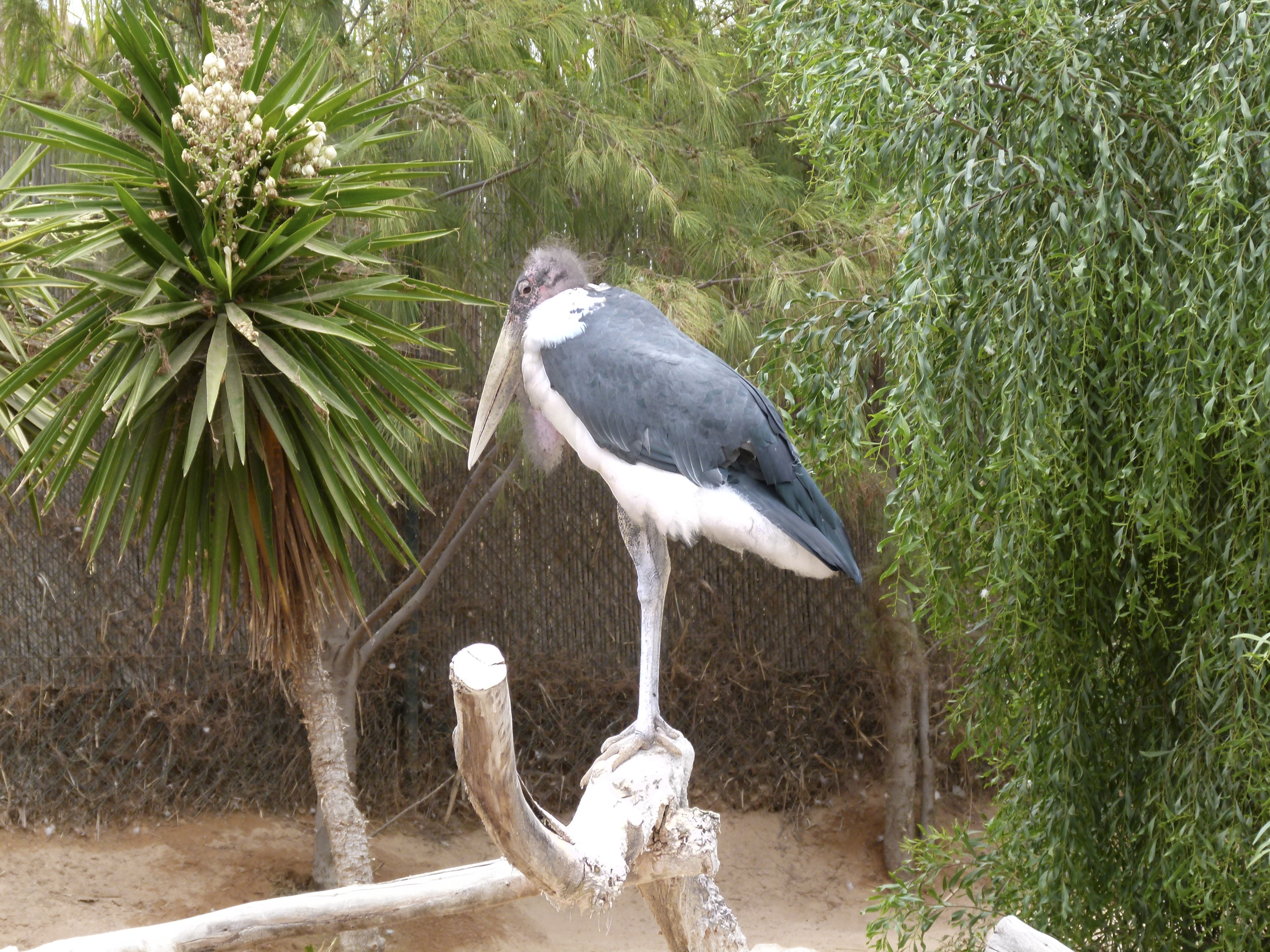 Marabu Fuerteventura