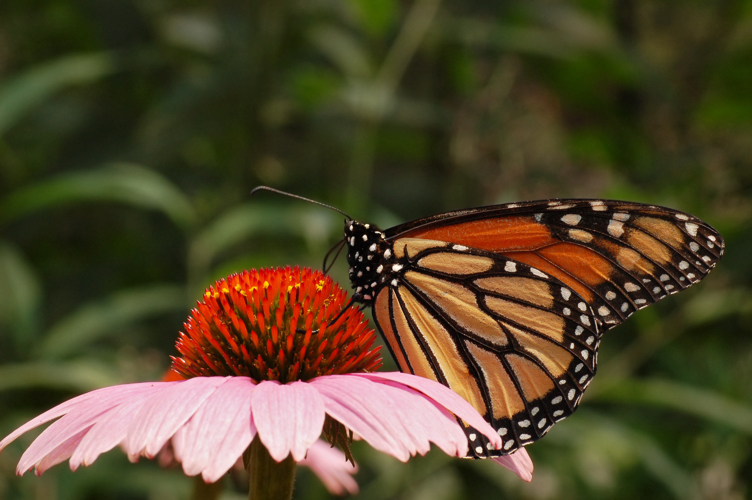 Butterfly Half Updo - wide 1