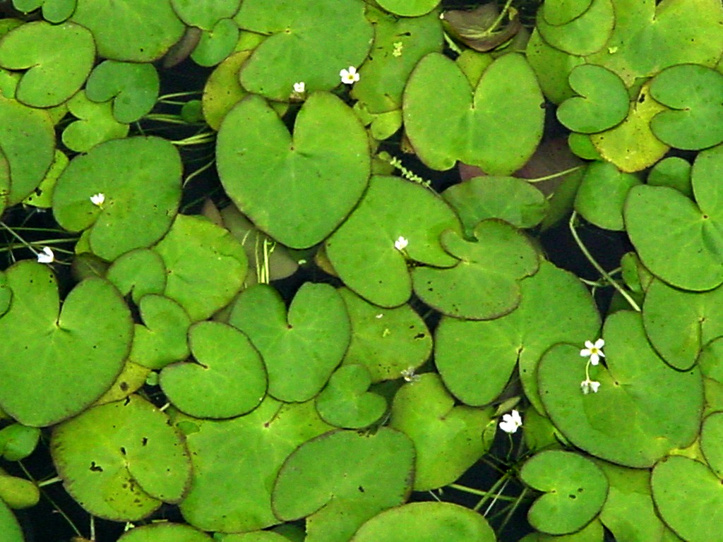 Nymphoides cristata image