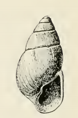 Odostomia avellana