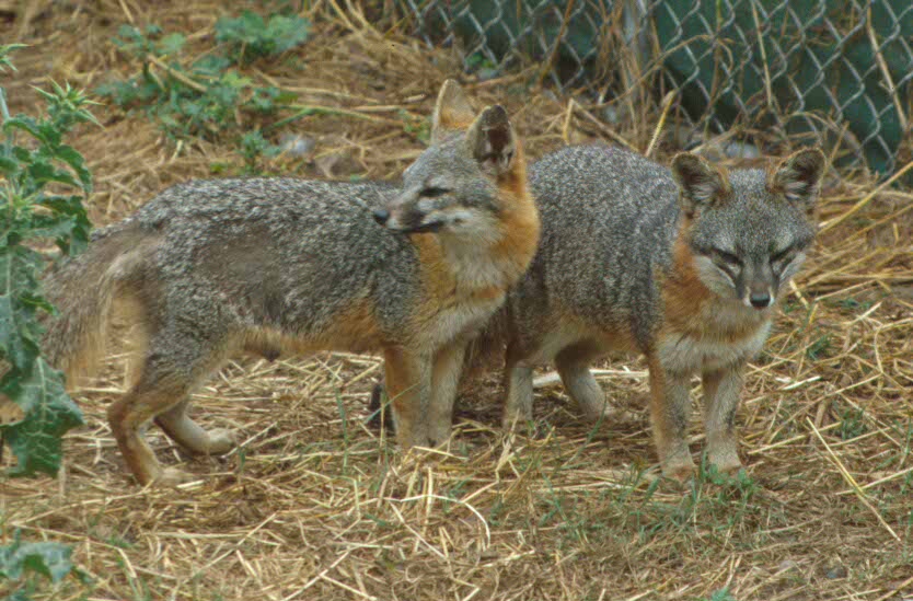 http://upload.wikimedia.org/wikipedia/commons/c/c1/Urocyon_littoralis_pair.jpg