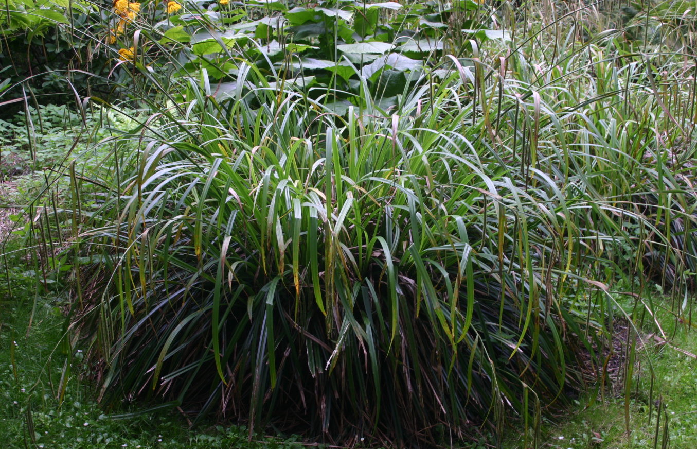 Pendula [1969]