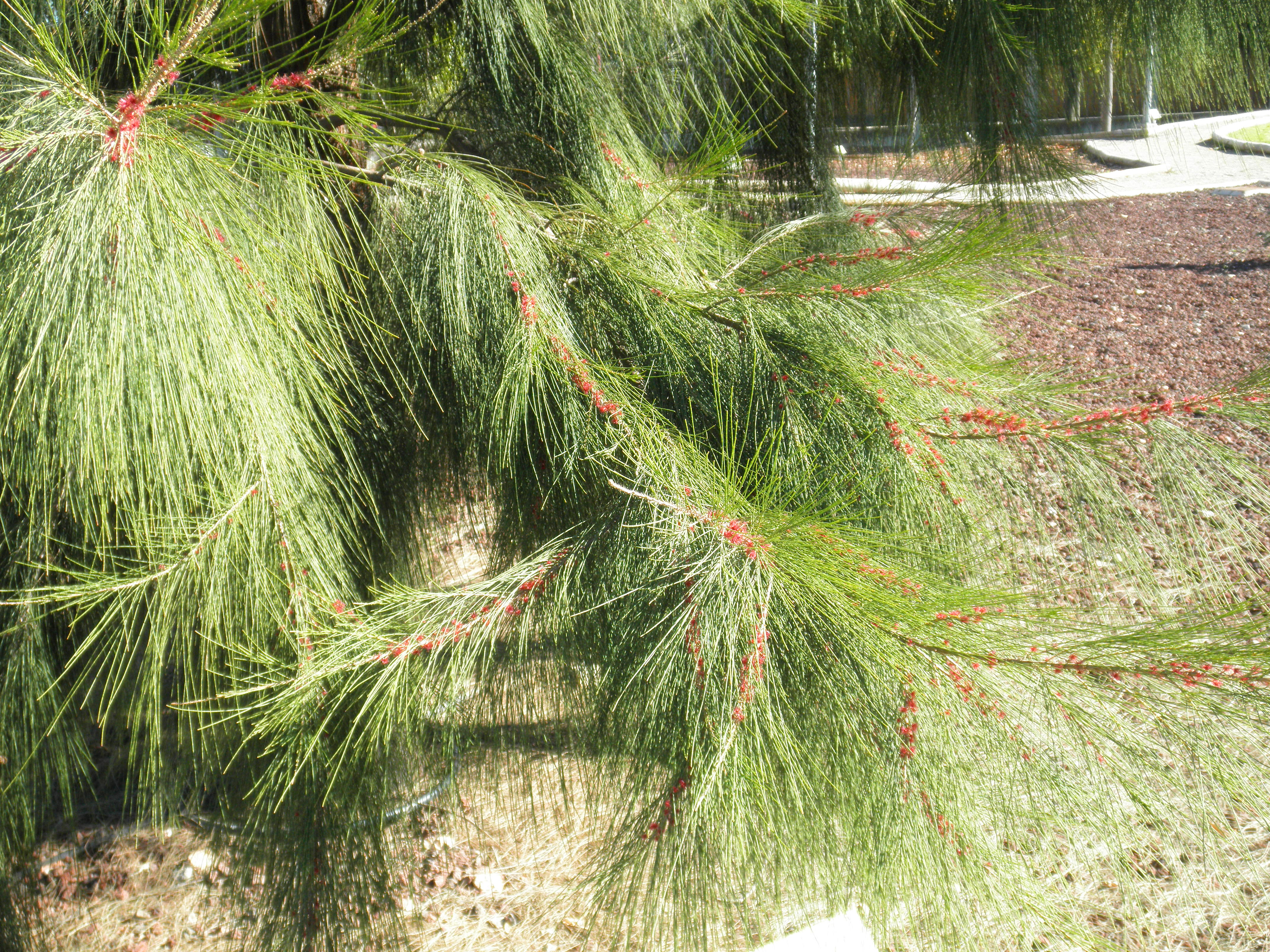 Casuarina Leaves