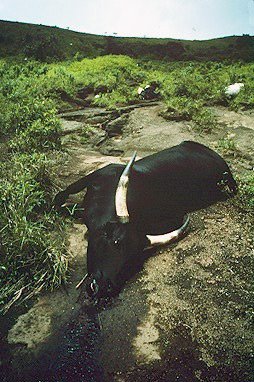 File:Cow killed by Lake Nyos gasses.jpg