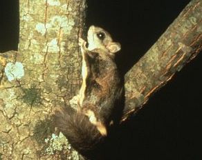 en:Northern Flying Squirrel (Glaucomys sabrinu...