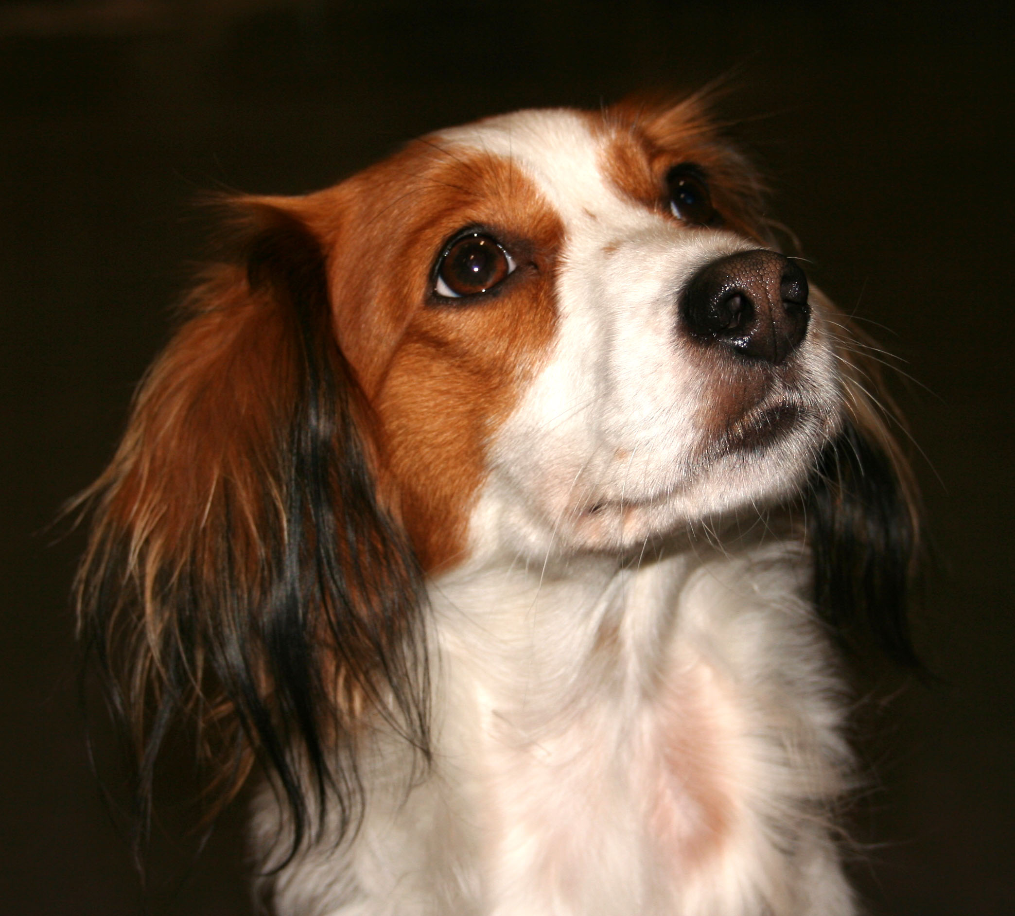 kooikerhondje pictures