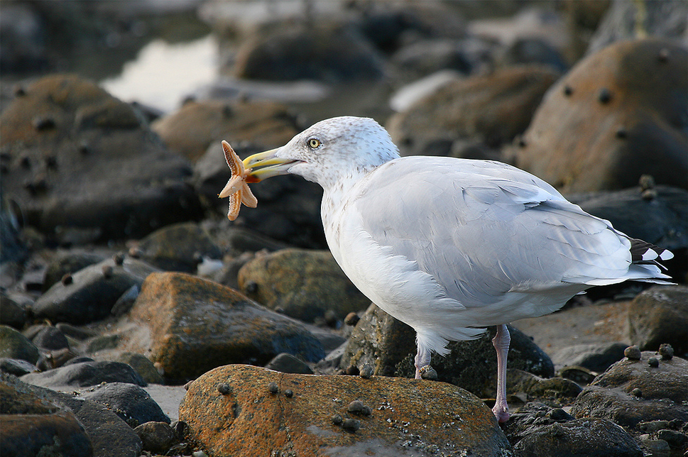 Gull panra pic xxx