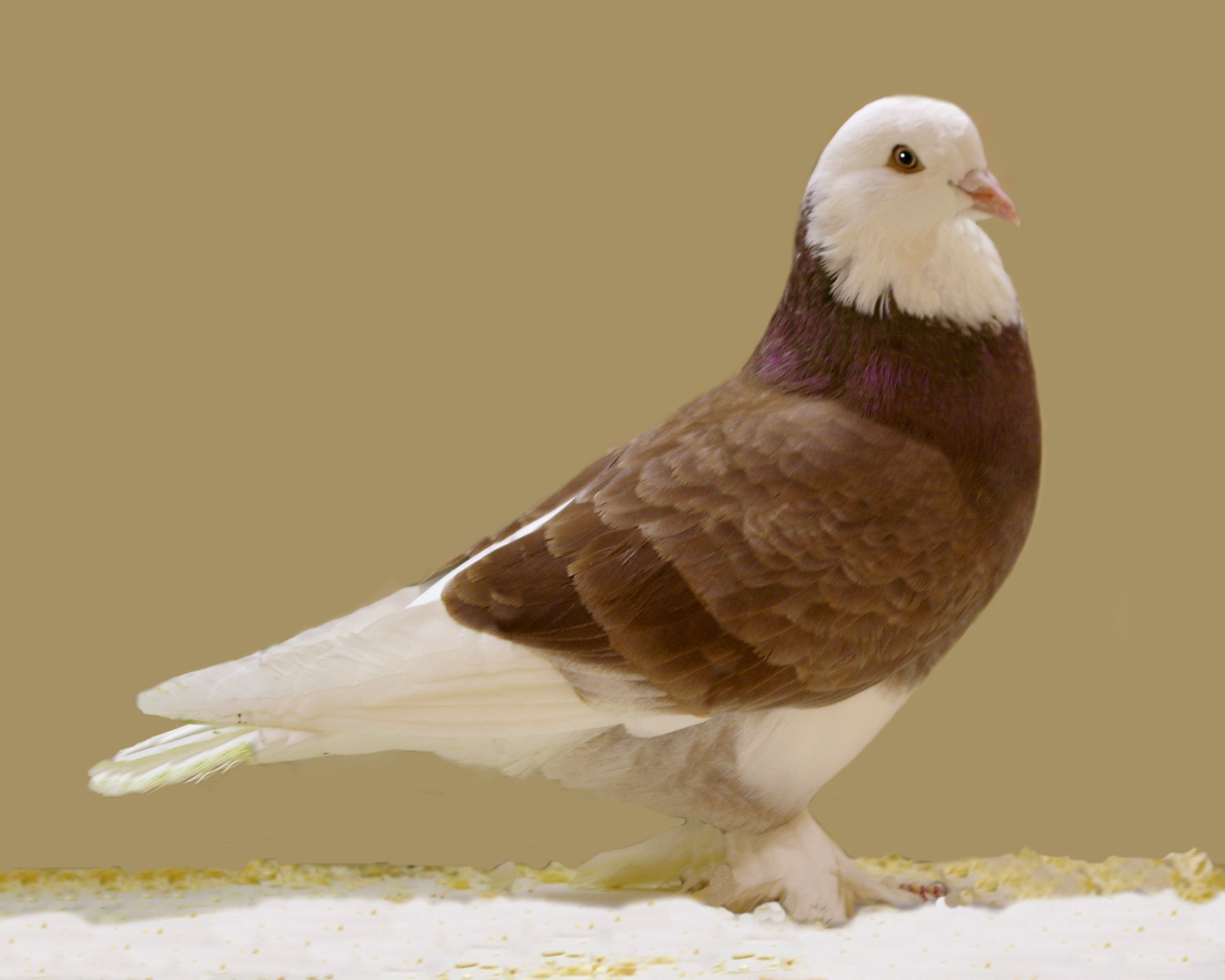 pigeons tumbler in pigeon breeds England originating Domesticated
