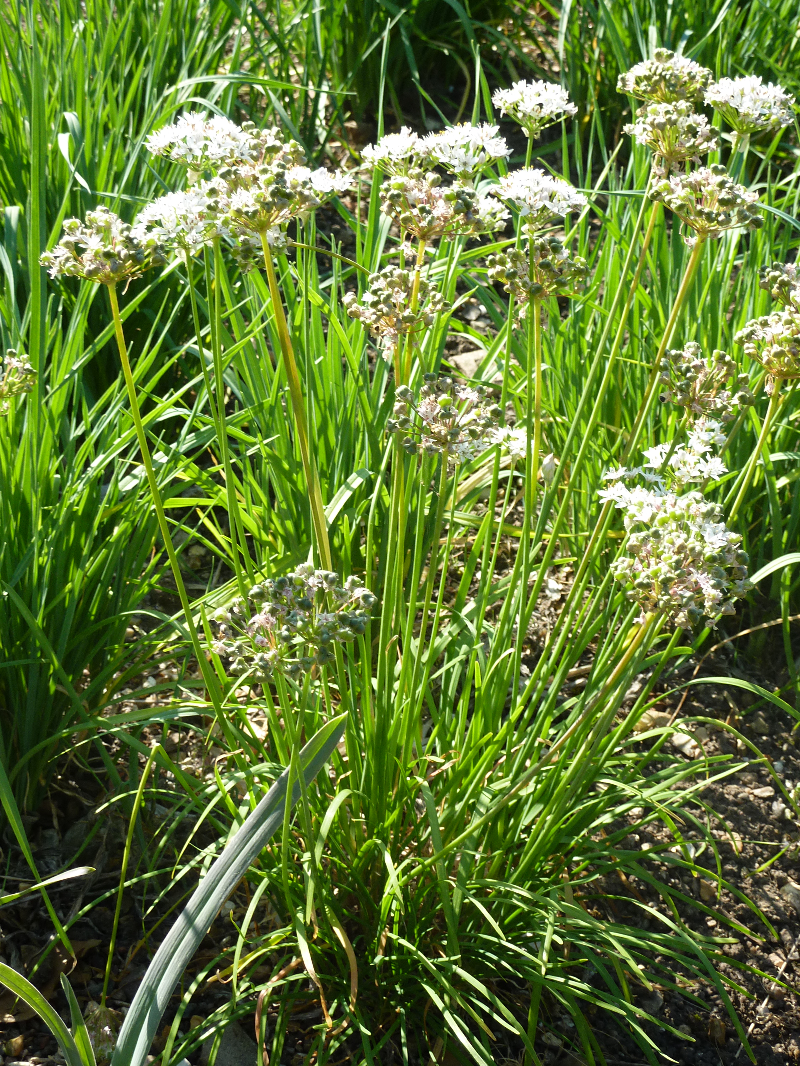 http://upload.wikimedia.org/wikipedia/commons/c/c3/Allium_obliquum_(Alliaceae)_plant.JPG