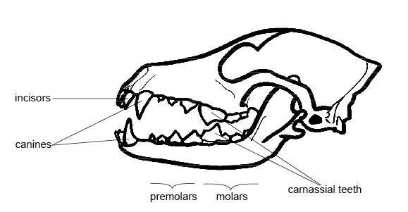 Canine Jaw Bone