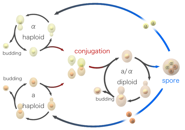 Yeast Life Cycle