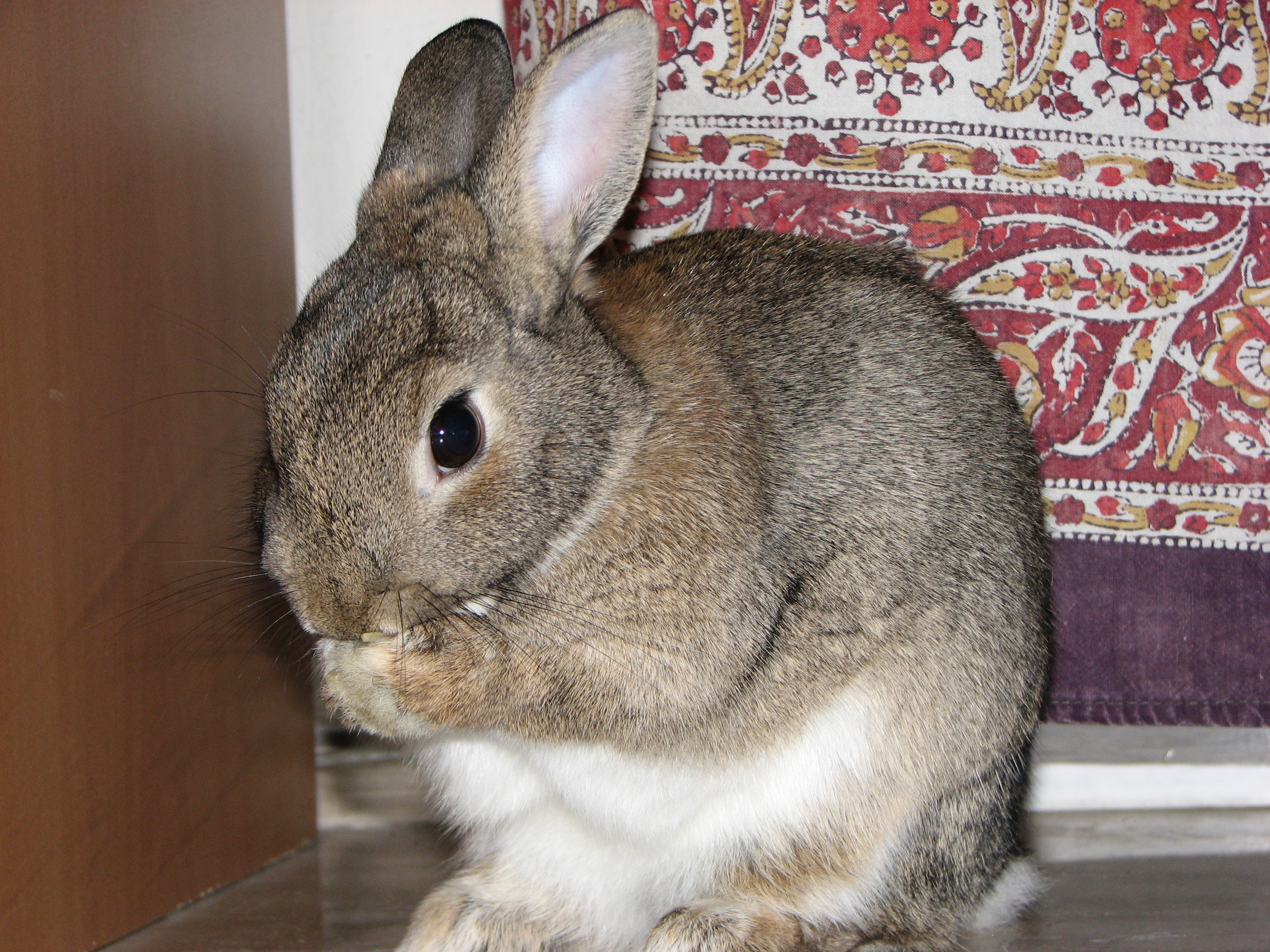 Domestic-rabbit-Lilly-washing-0a.jpg