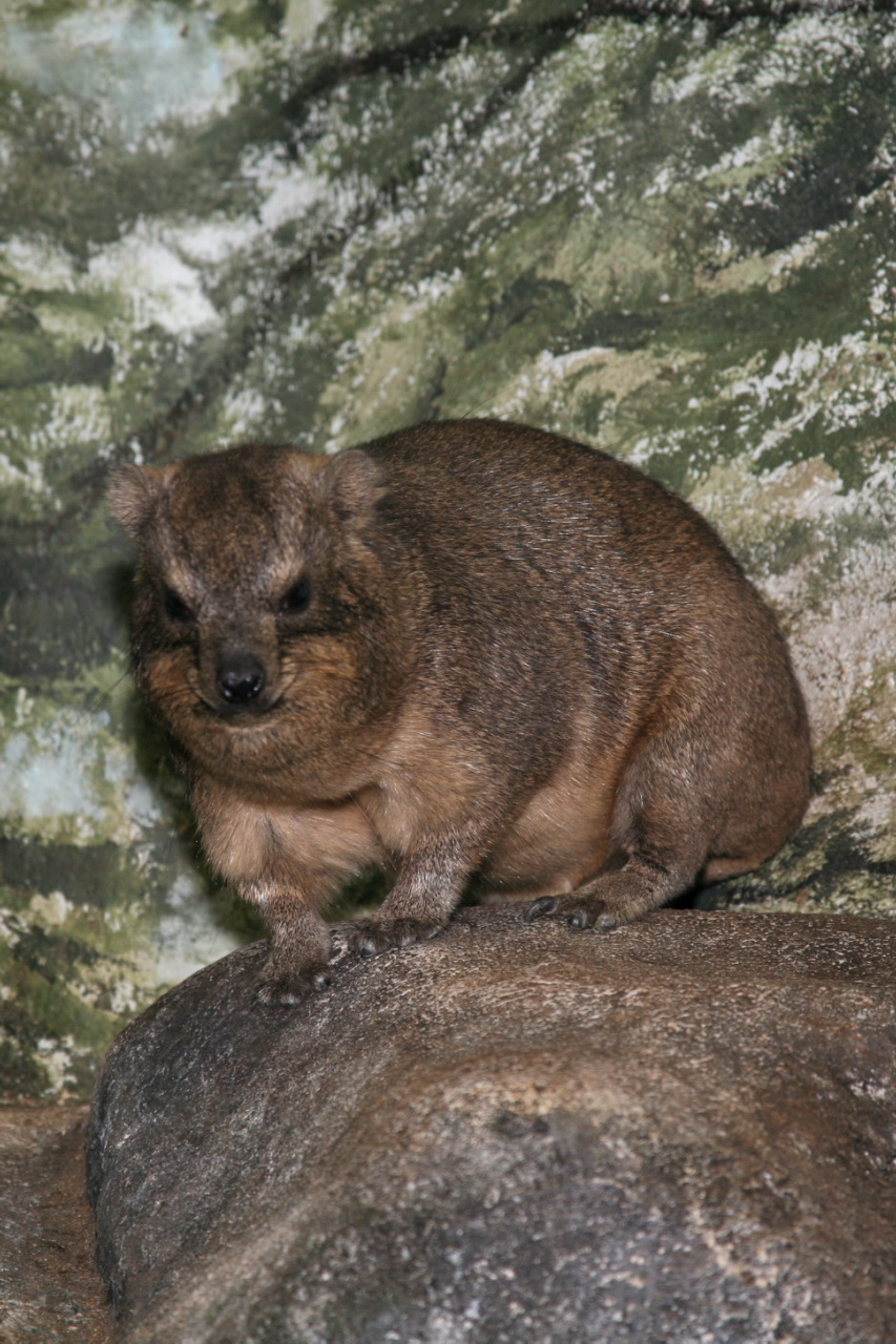 Rock_Hyrax_%28Procavia_capensis%29.jpg