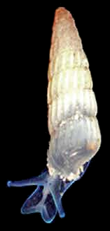 Turbonilla acutissima