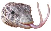 Monitor lizards' forked tongue