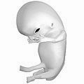Fetus at 8 weeks after fertilization 3D Pregna...