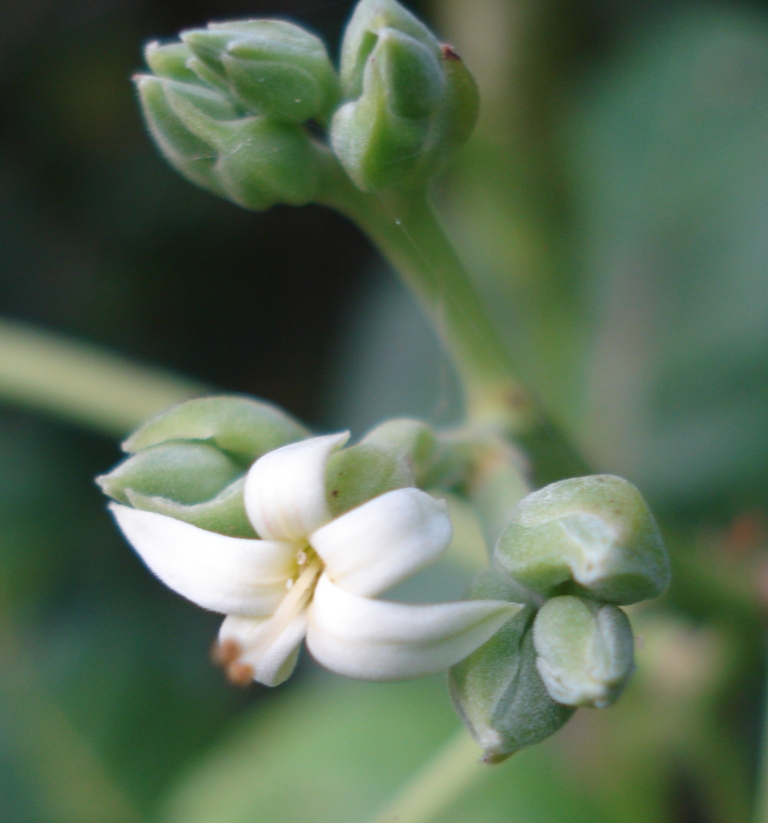Cashew Flower