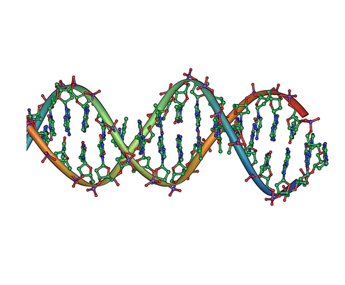 DNA “ Double Helix“