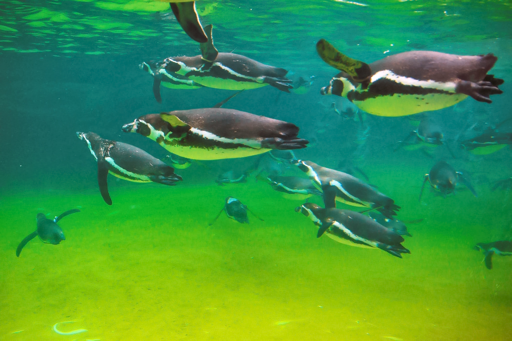 Penguins swimming in brightly lit water