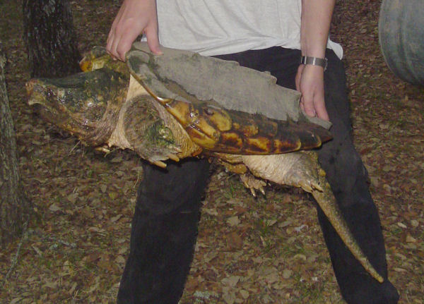 Alligator_Snapping_Turtle2.jpg