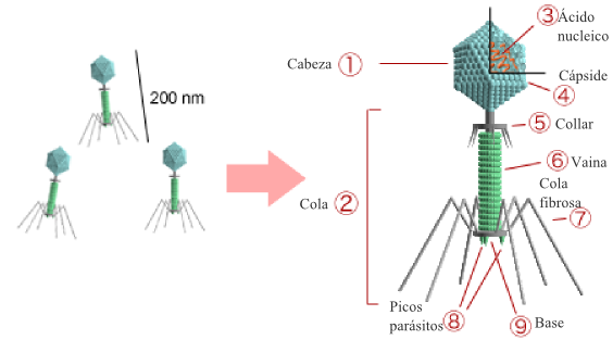 Estructura de un bacteriófago.