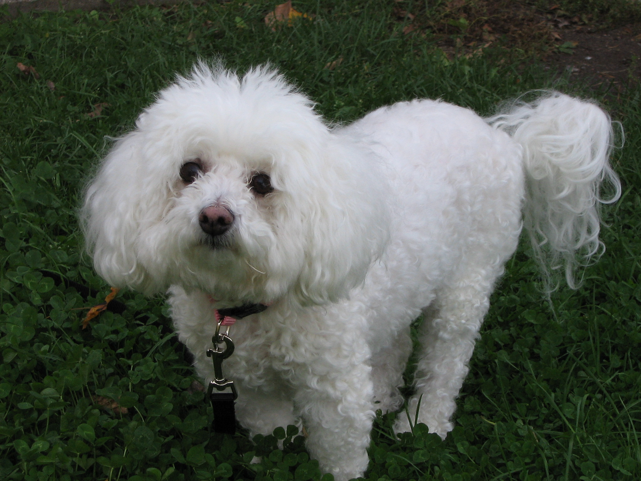 White Bichon Frise