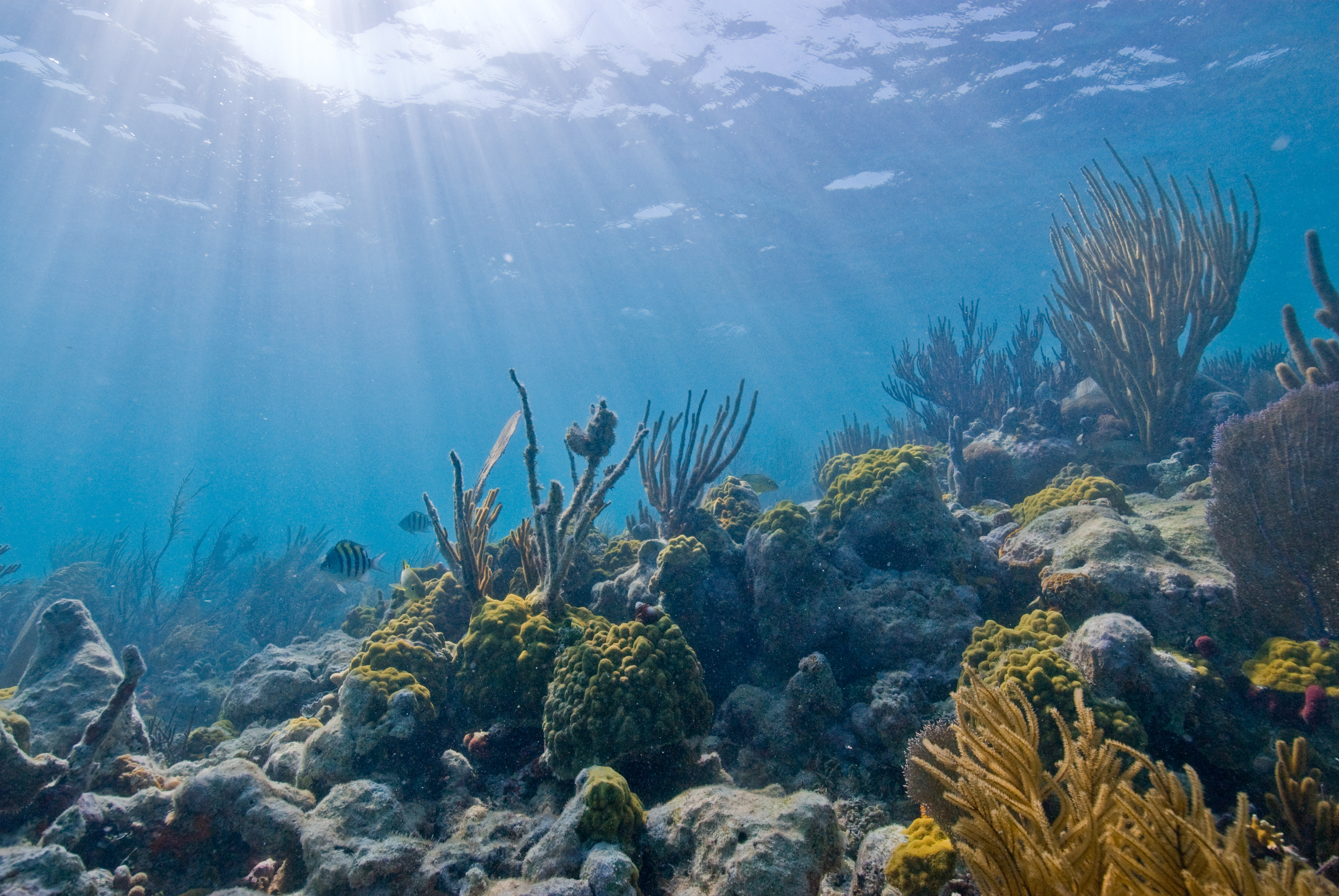 Henderson's Rock Dive Site