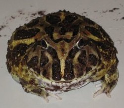 Cranwell Horned Frog