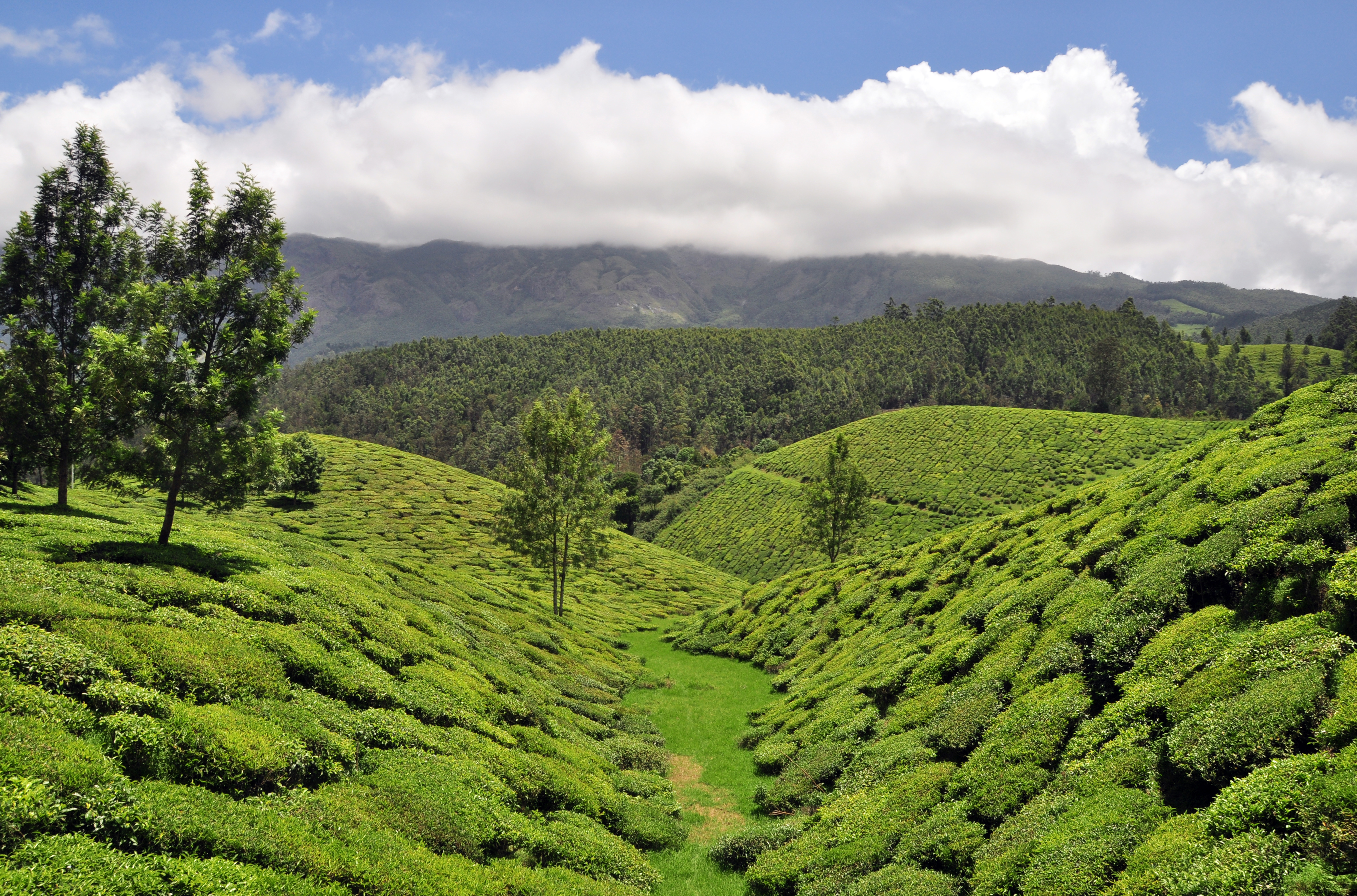 Munnar Tea Plantations