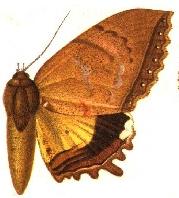 Pterocyclophora huntei