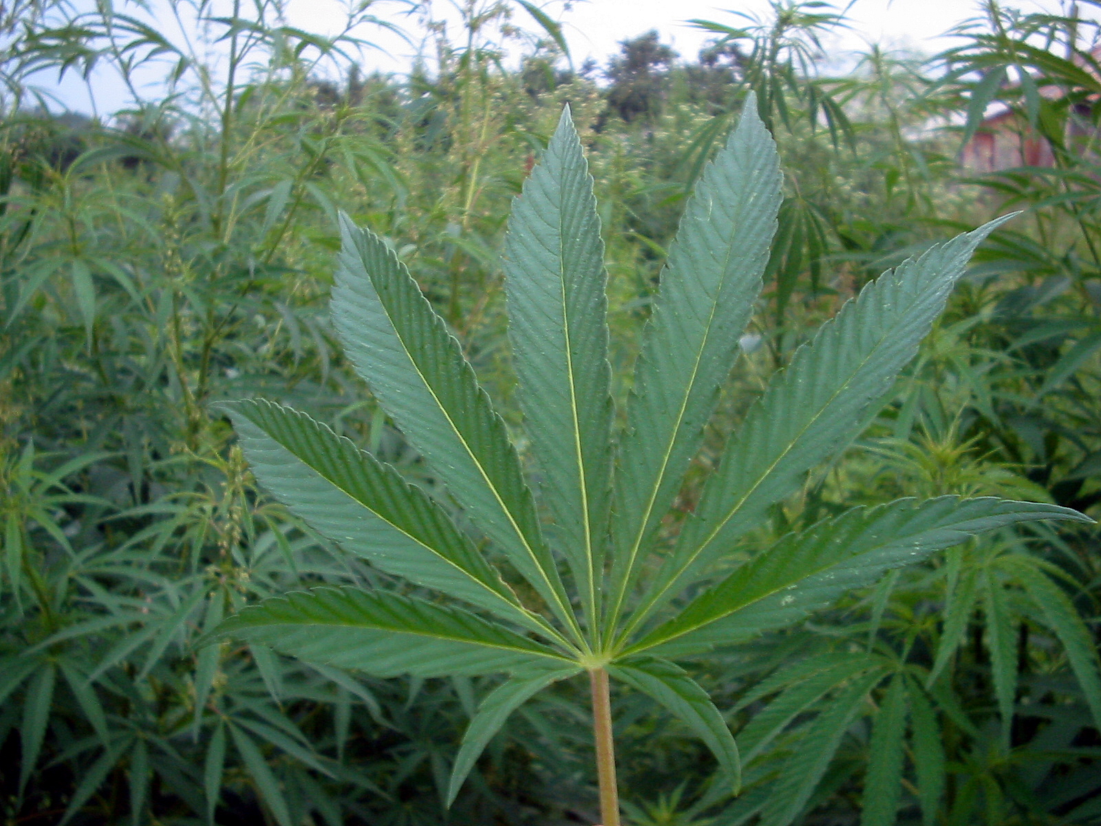 Marijuana should not be legalized. (Bogden, Wikimedia Commons)