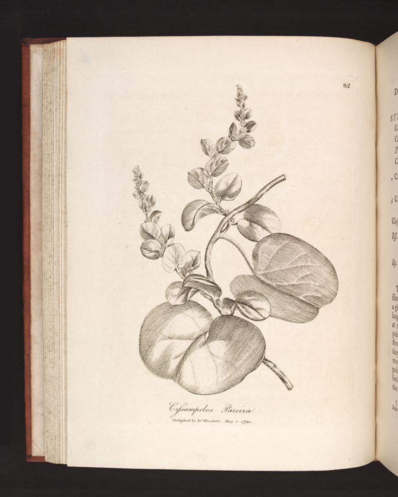 Menispermaceae image