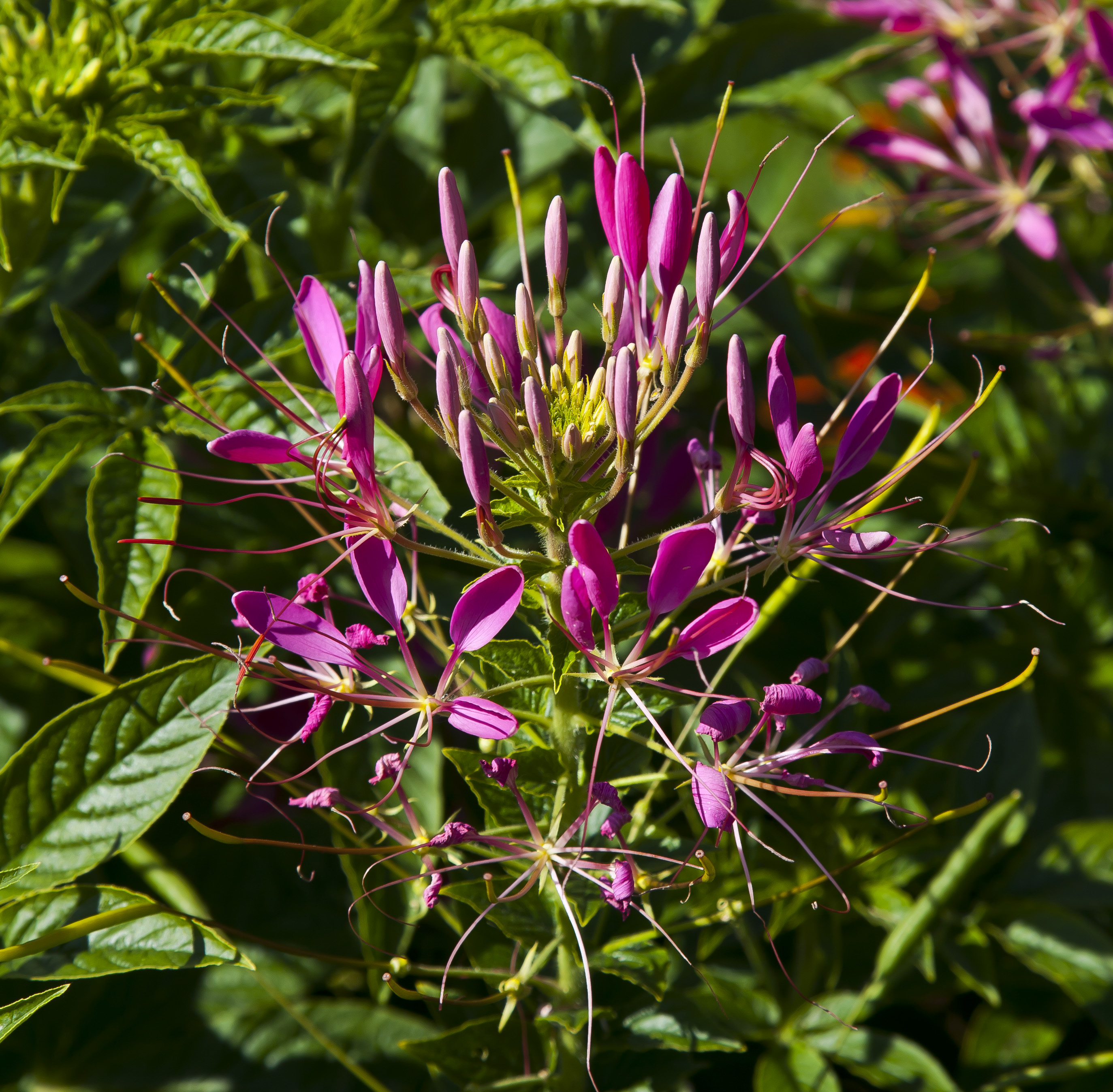 Flor De La