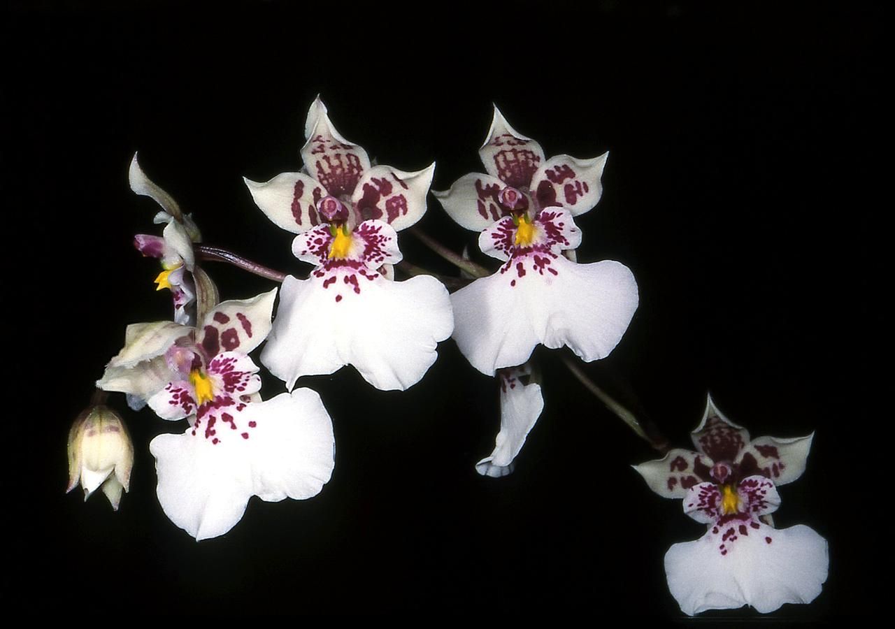 Oncidium chimborazoense image