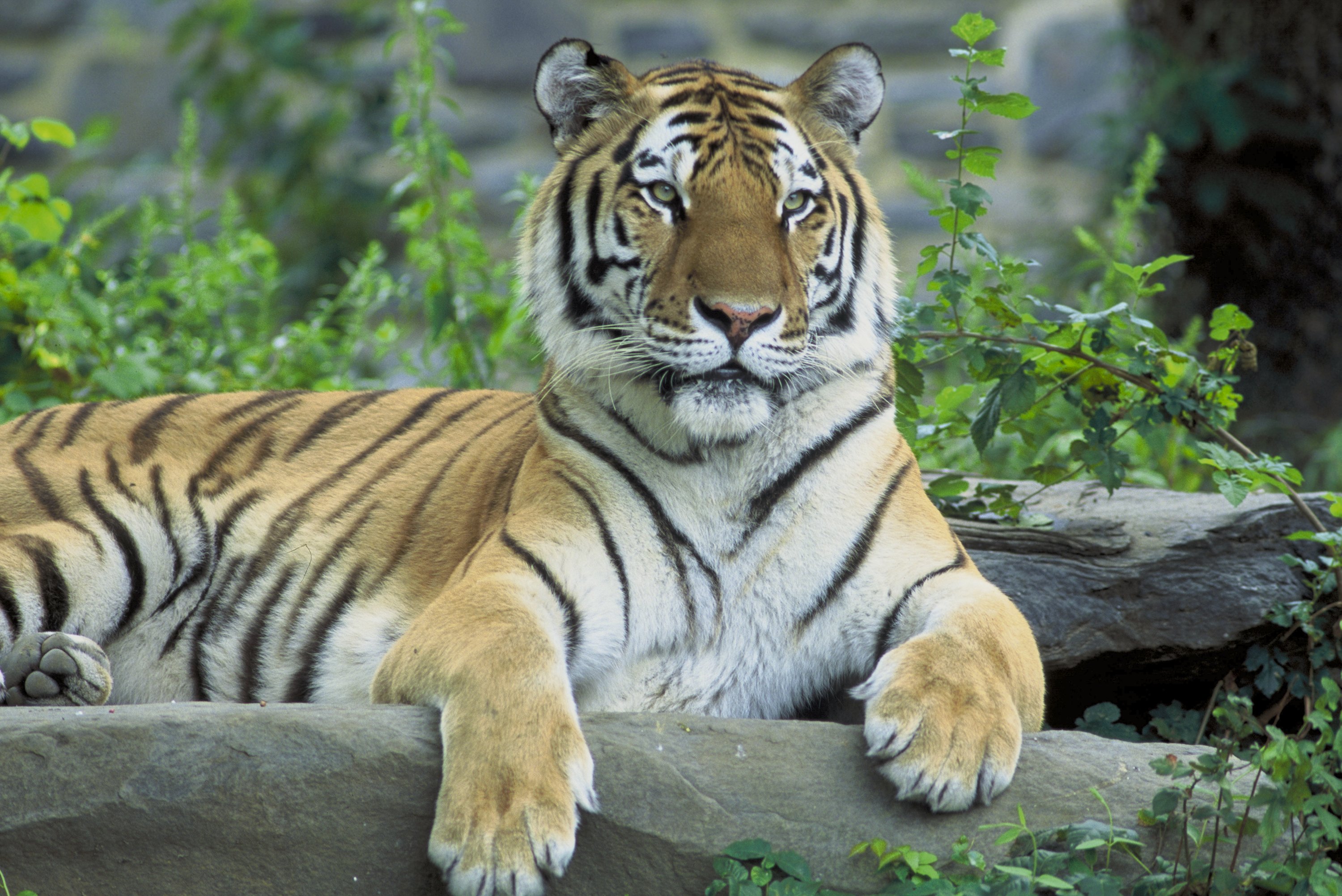 Siberian Tigers Pictures