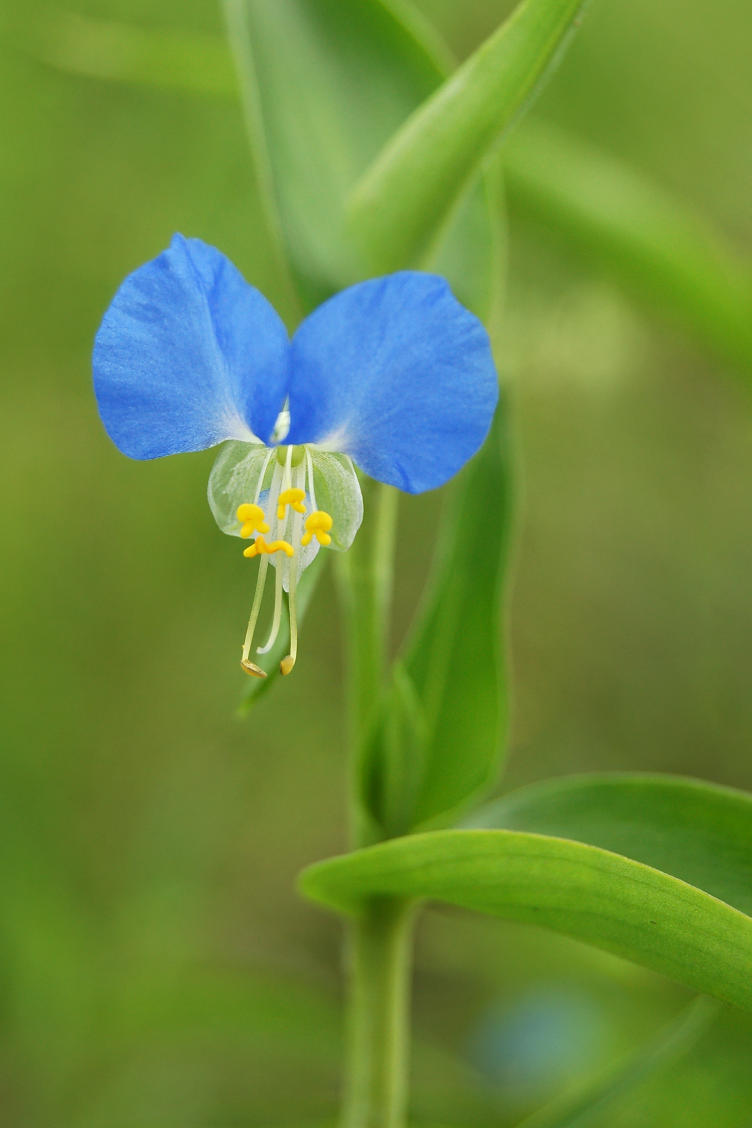 Commelina africana image