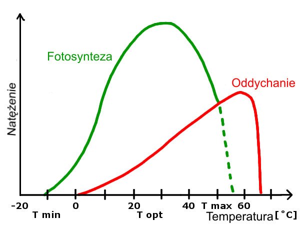 Photosynthesis_and_respiration_-_tempera