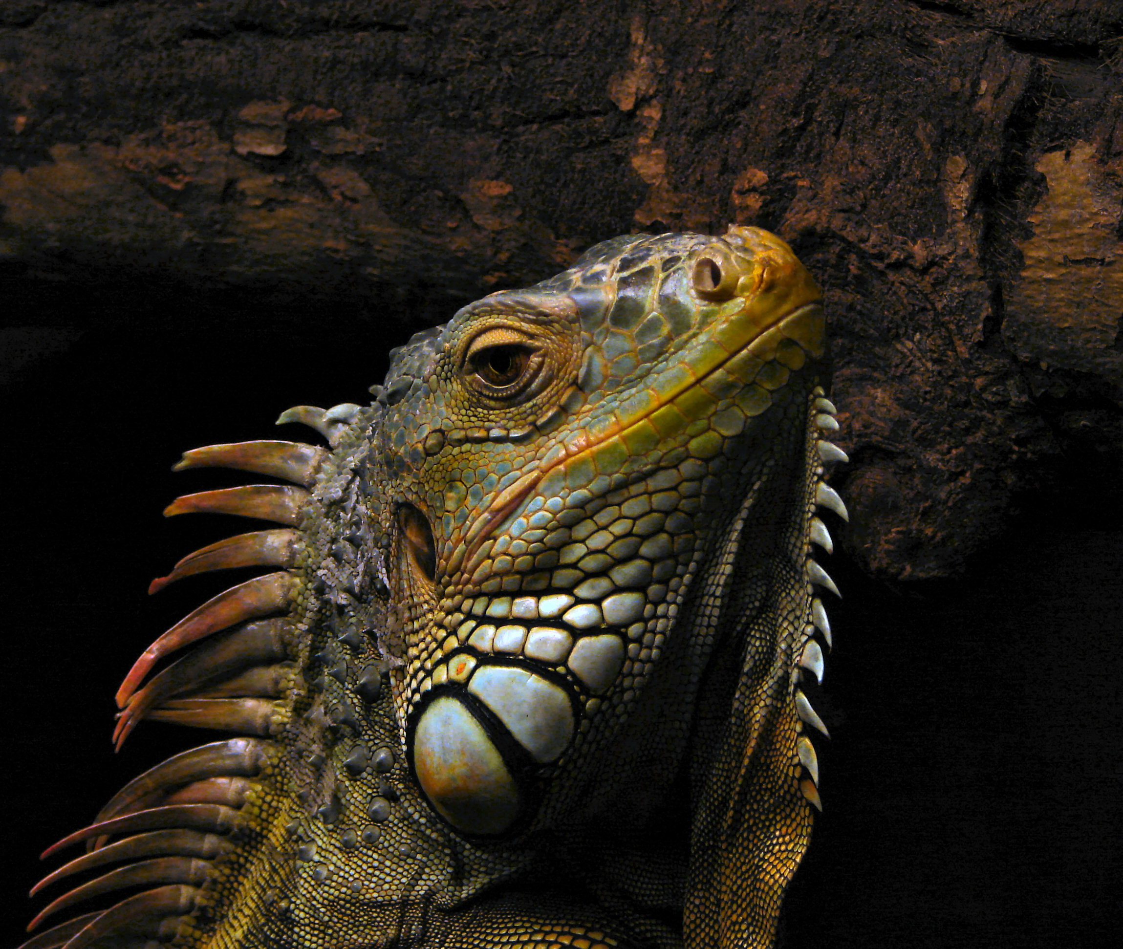 iguana zivotinja