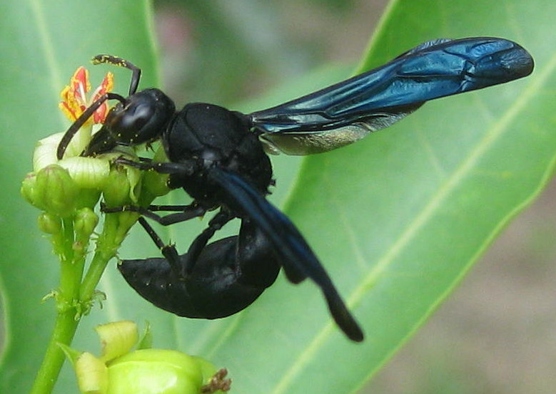 Black Wasp