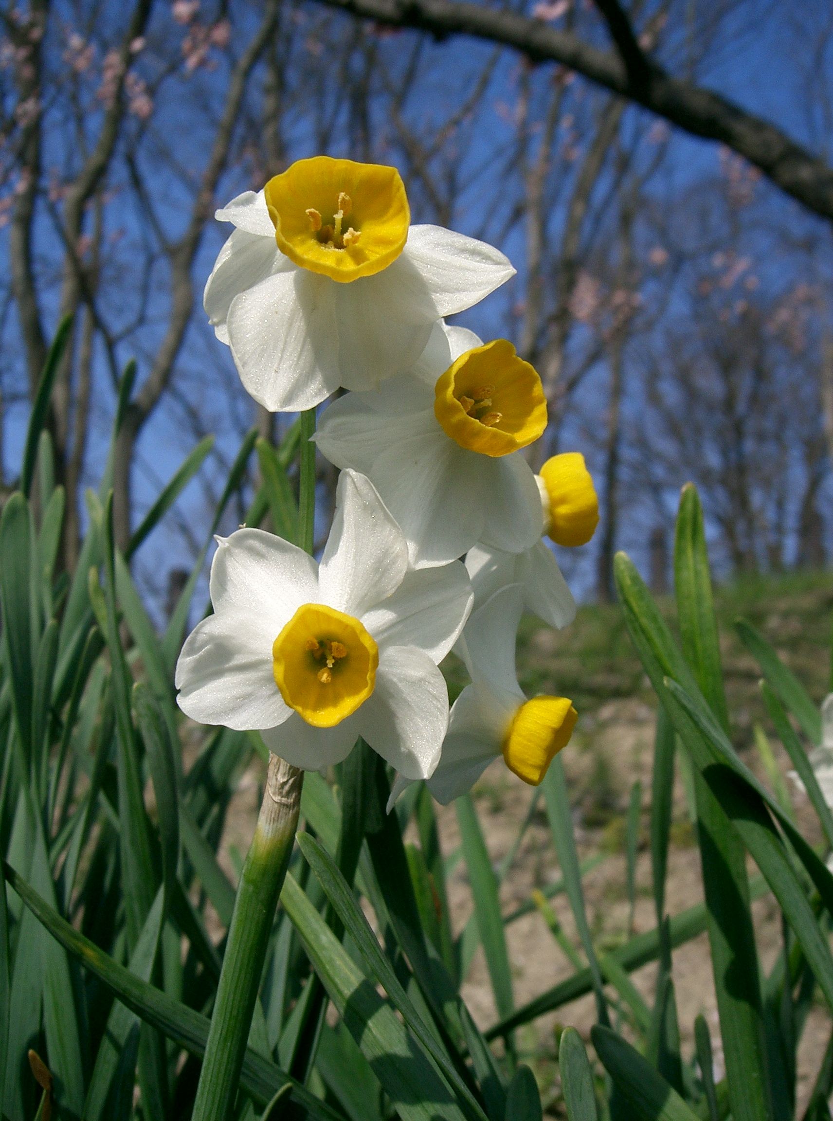  Botánico Canario Viera y Clavijo.: Narciso  Narcissus tazetta