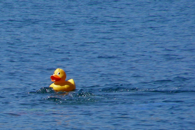 English: Rubber duck, Kimmeridge Bay This larg...