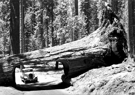 Sequoia Tunnel Tree Reiseroute