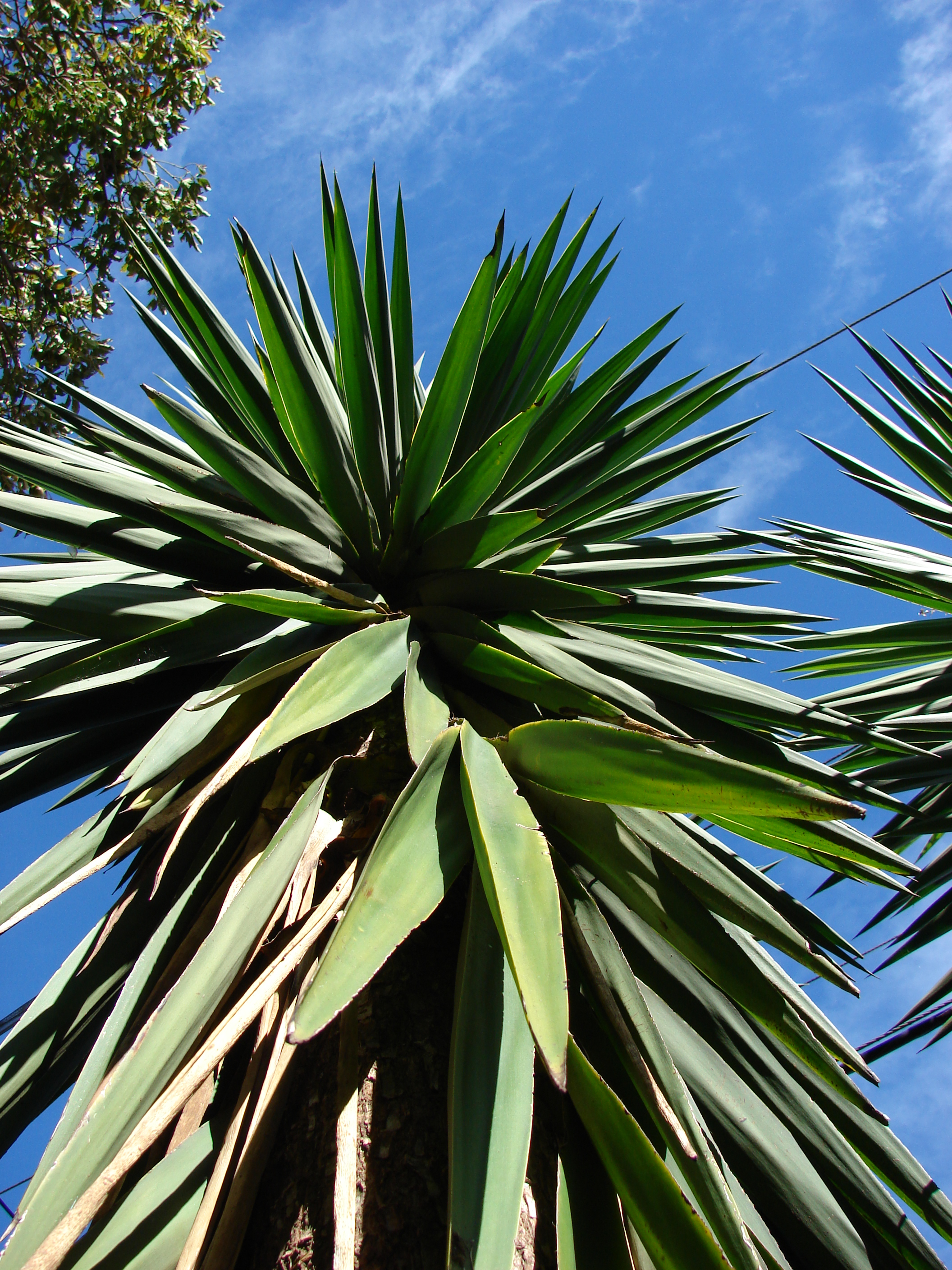 Yucca Neomexicana