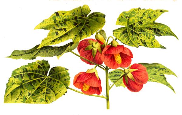 Abutilon theophrasti image