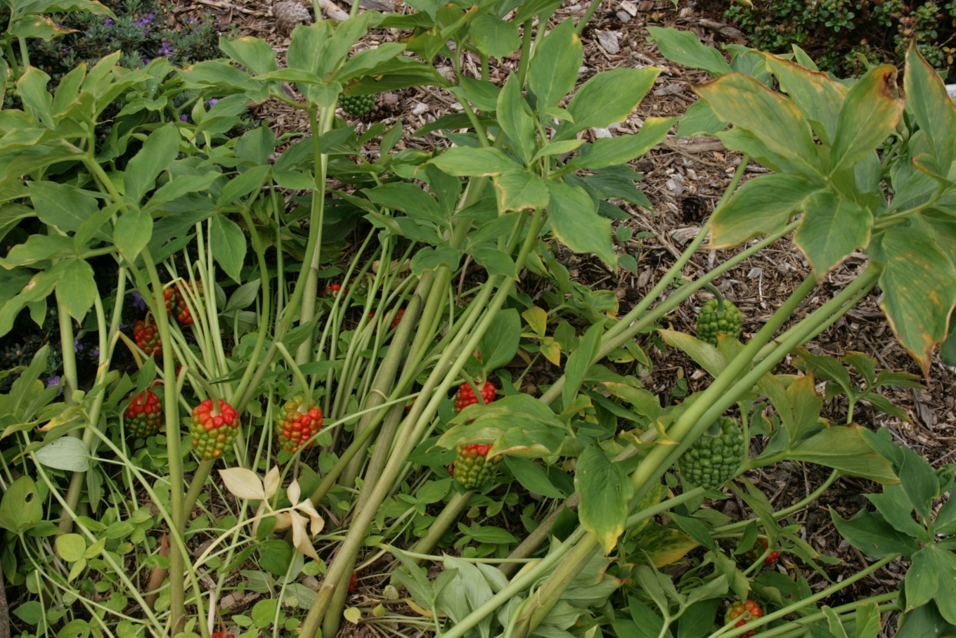 Arisaema flavum image