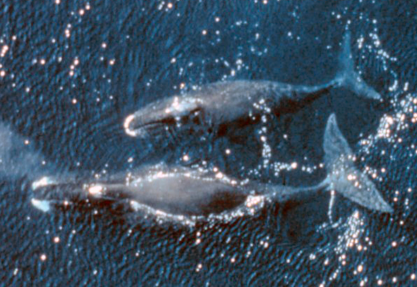 Pair of Bowhead whales (Photo credit: wikimedia commons/public domain)