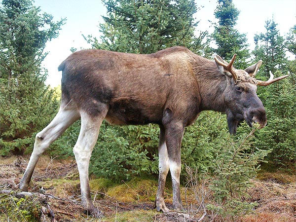 Fil:Moose-Gustav.jpg