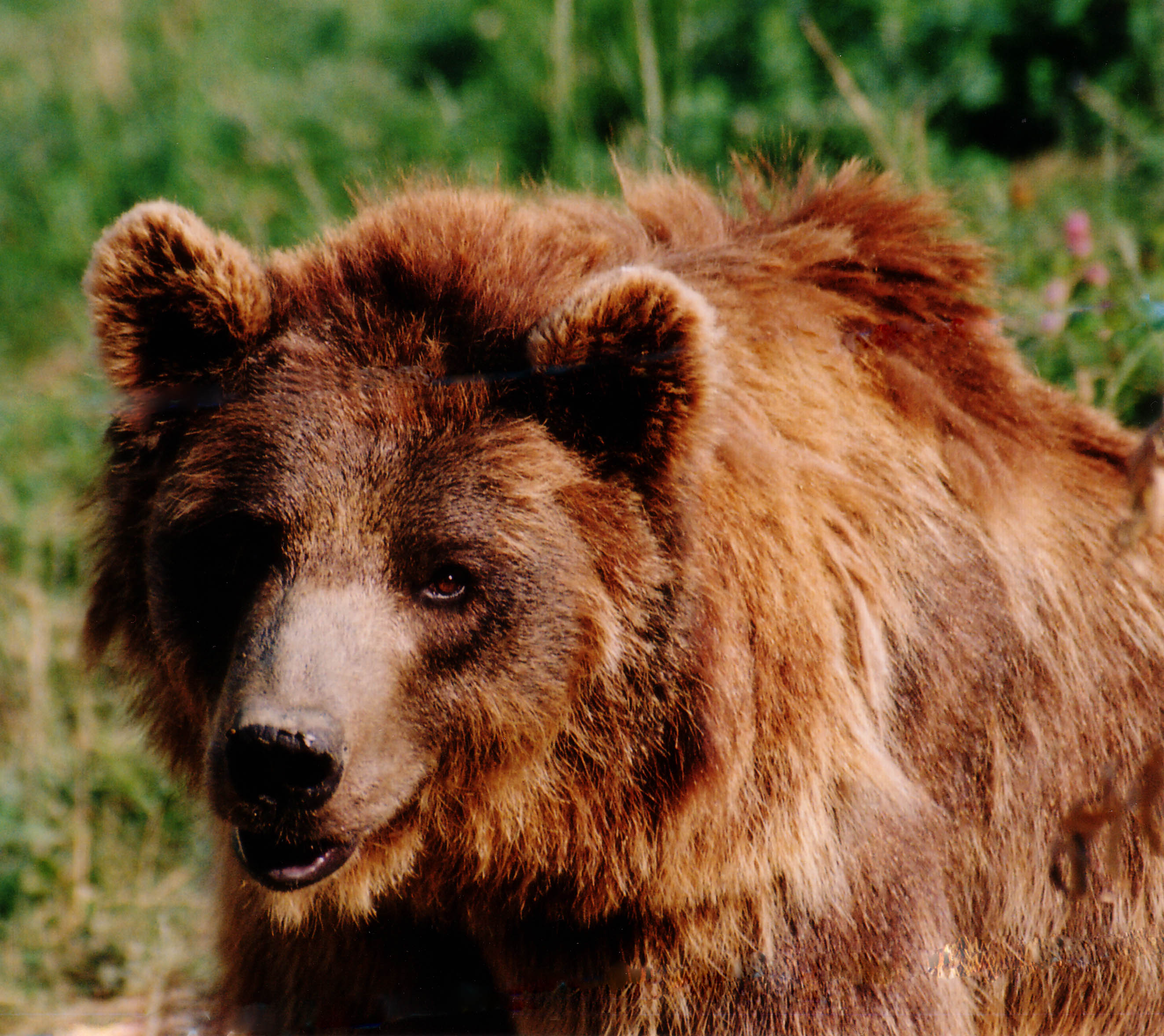 oso animal