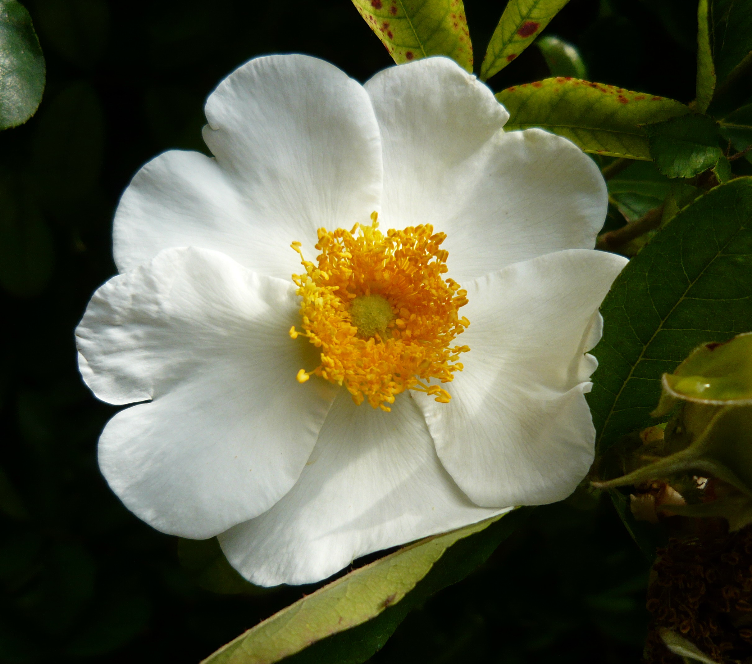 http://upload.wikimedia.org/wikipedia/commons/c/c9/Rosa_bracteata_4.jpg