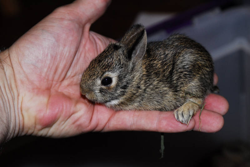 black and white rabbits for sale. Baby English Rabbits - Images